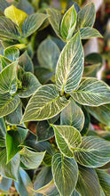 Load image into Gallery viewer, Philodendron Birkin 120mm
