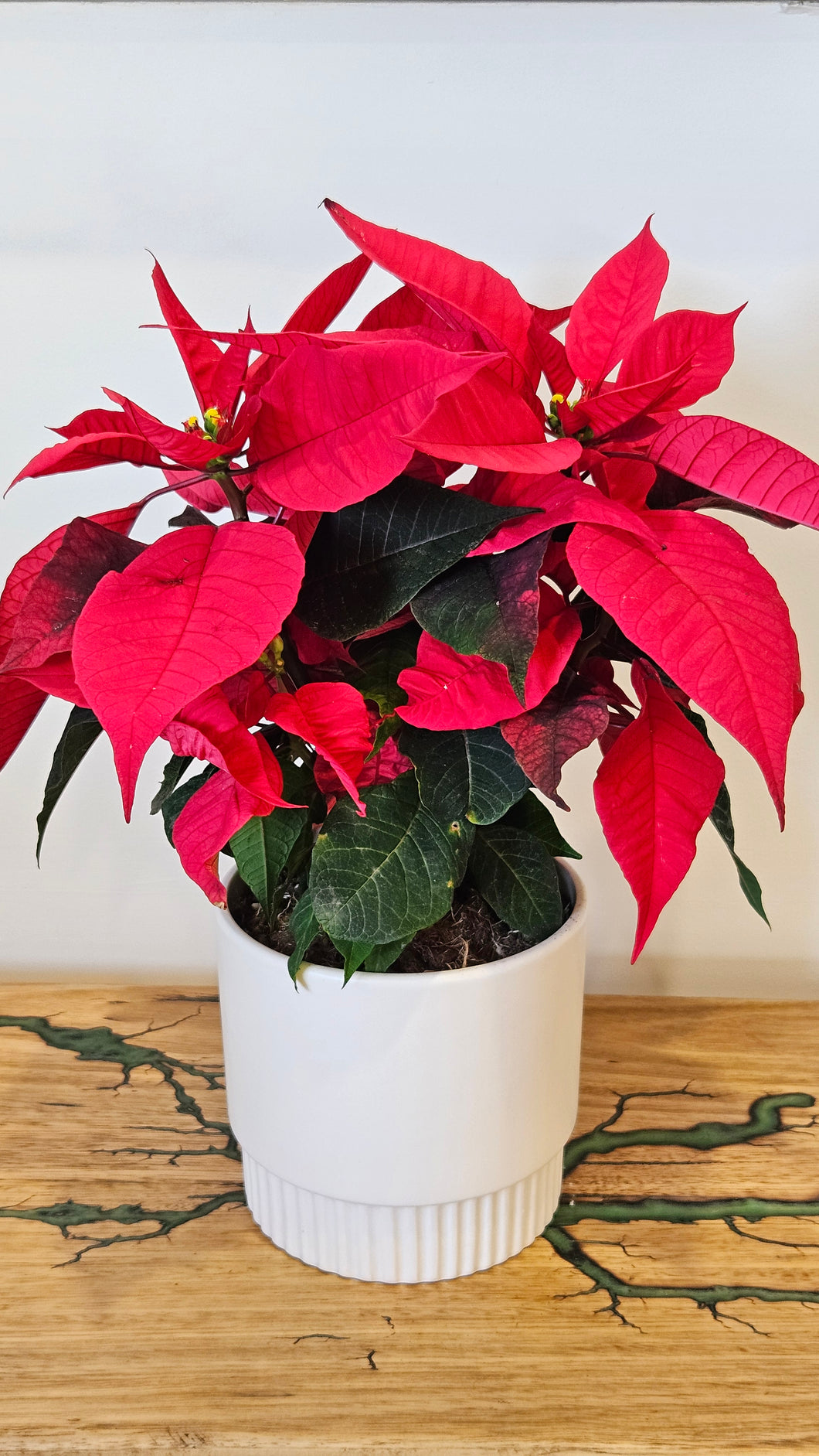 Poinsettia 120mm