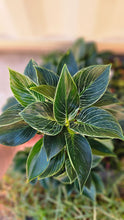 Load image into Gallery viewer, Philodendron Birkin 120mm
