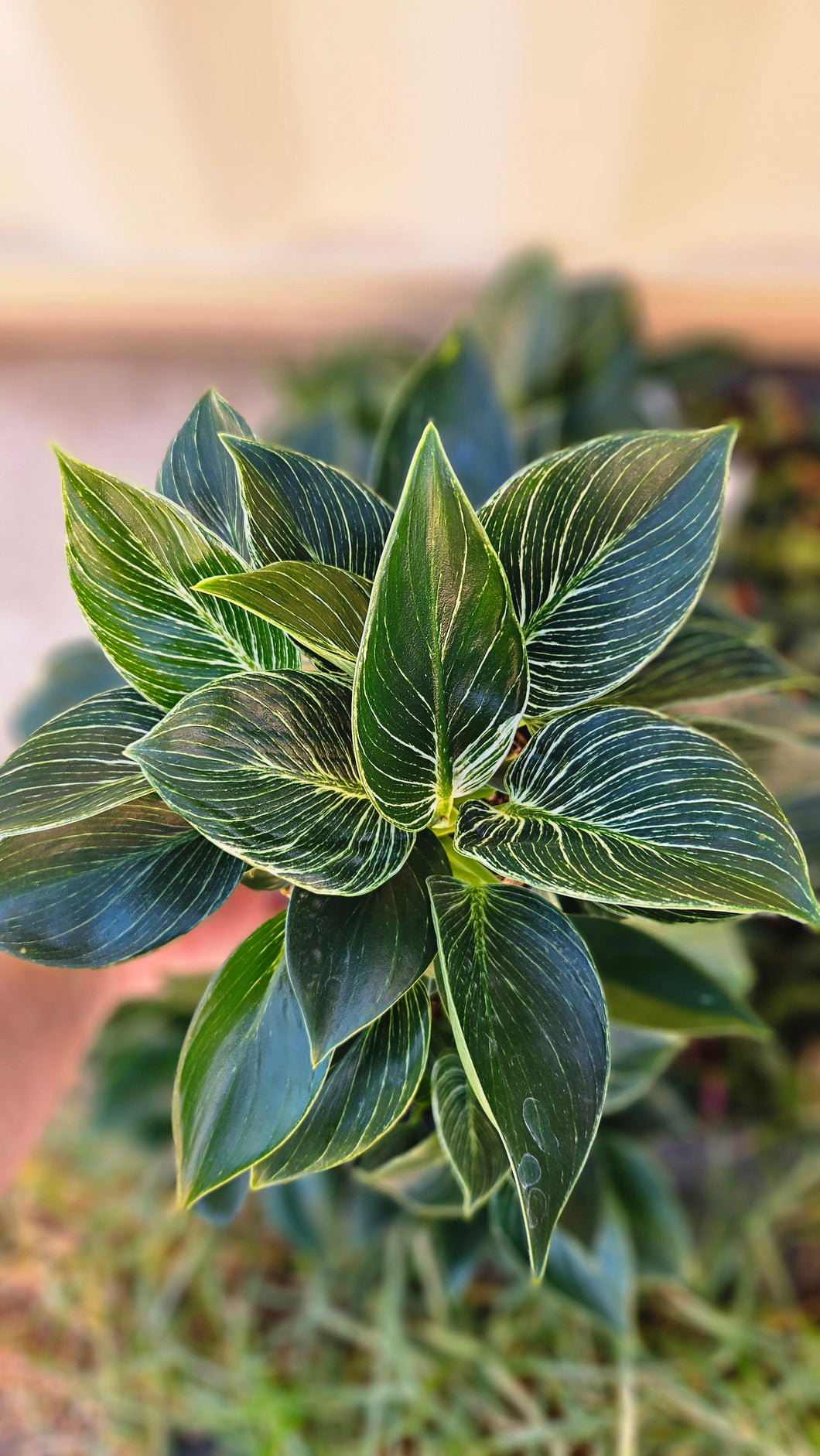 Philodendron Birkin 120mm