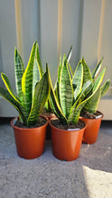 Load image into Gallery viewer, Sanseveria Trifaciata Laurentii 190mm/200mm
