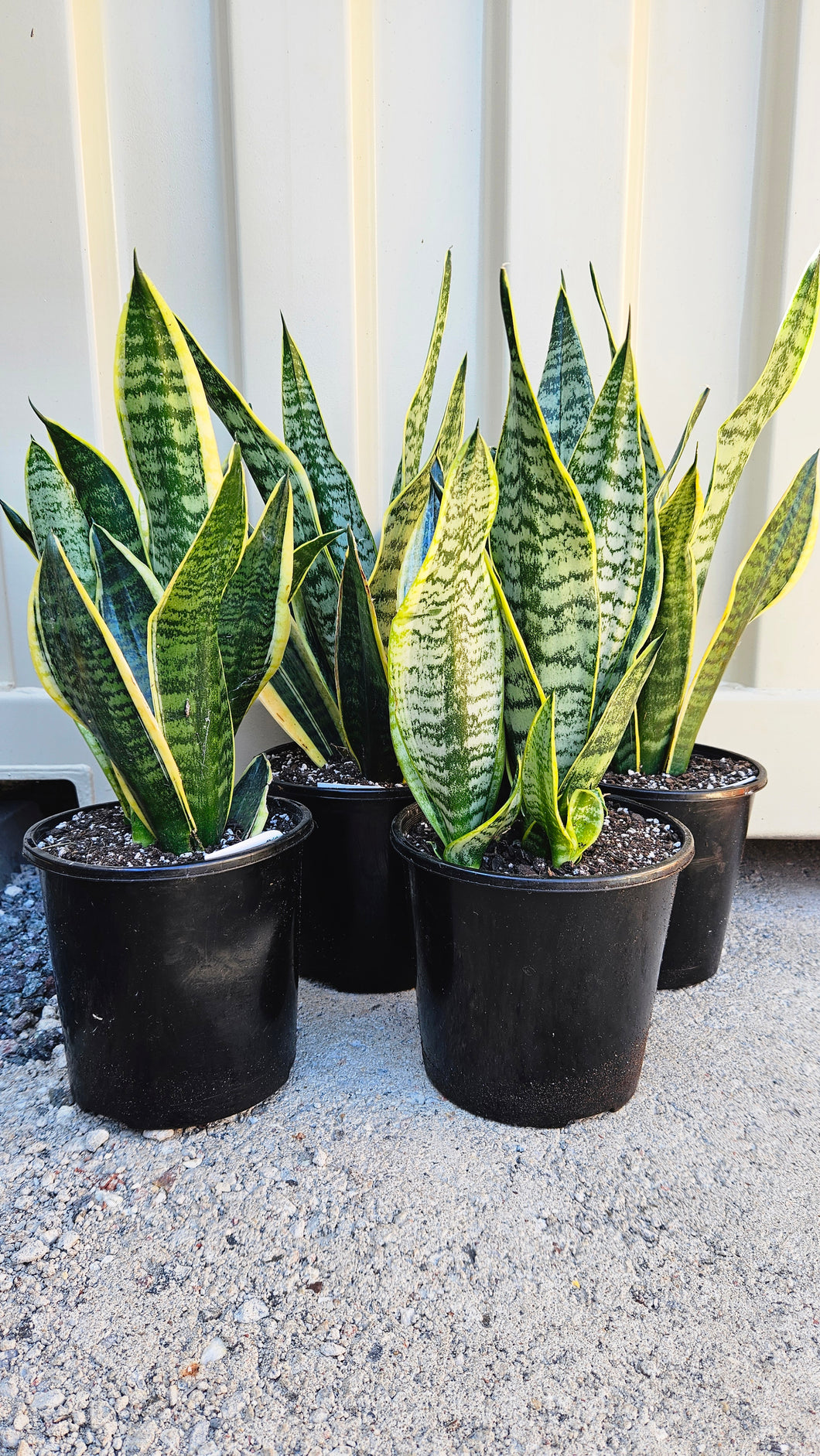 Sanseveria Trifaciata Laurentii 190mm/200mm