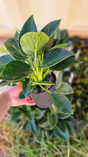 Load image into Gallery viewer, Philodendron Birkin 120mm
