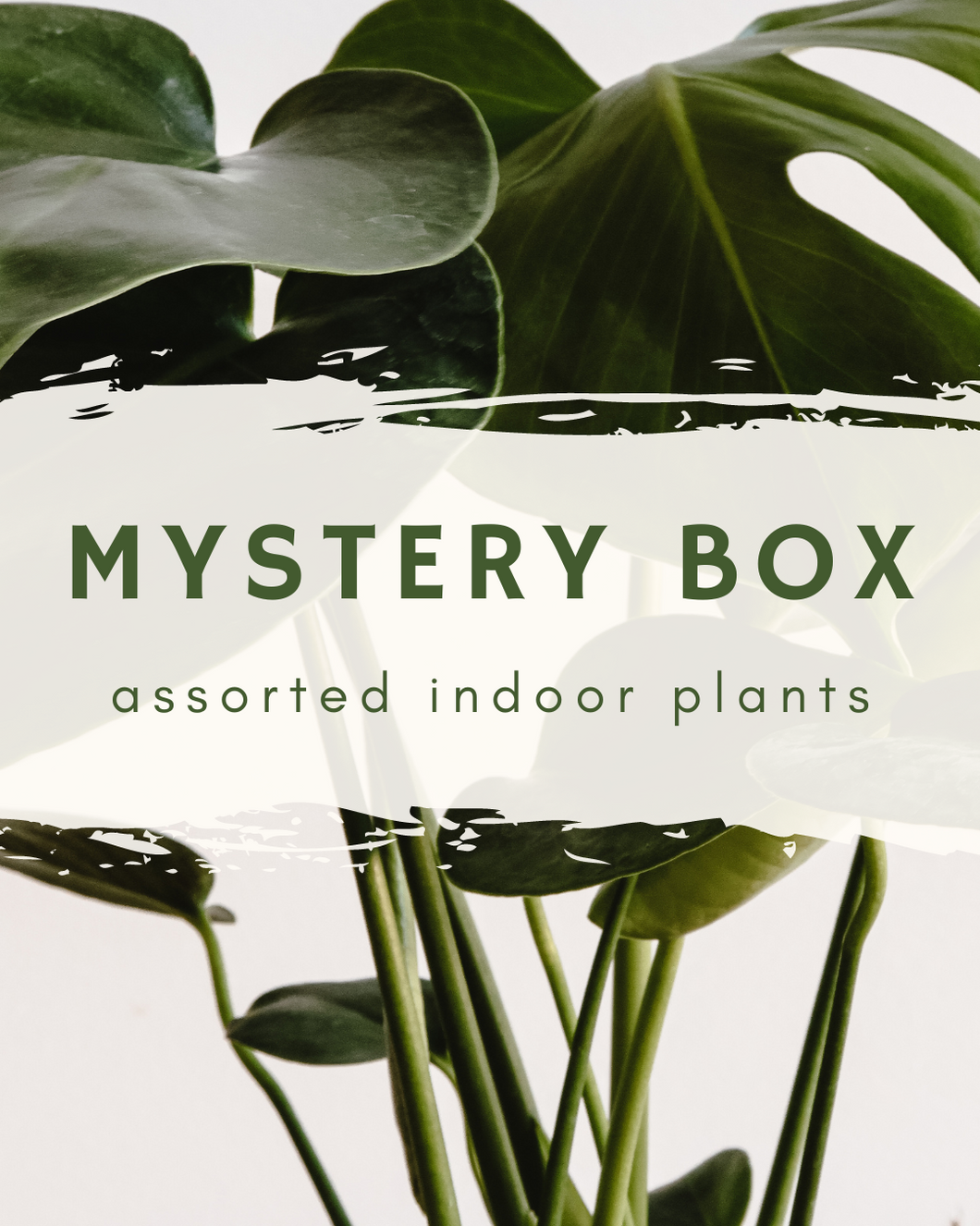 Indoor Plant Mystery Box