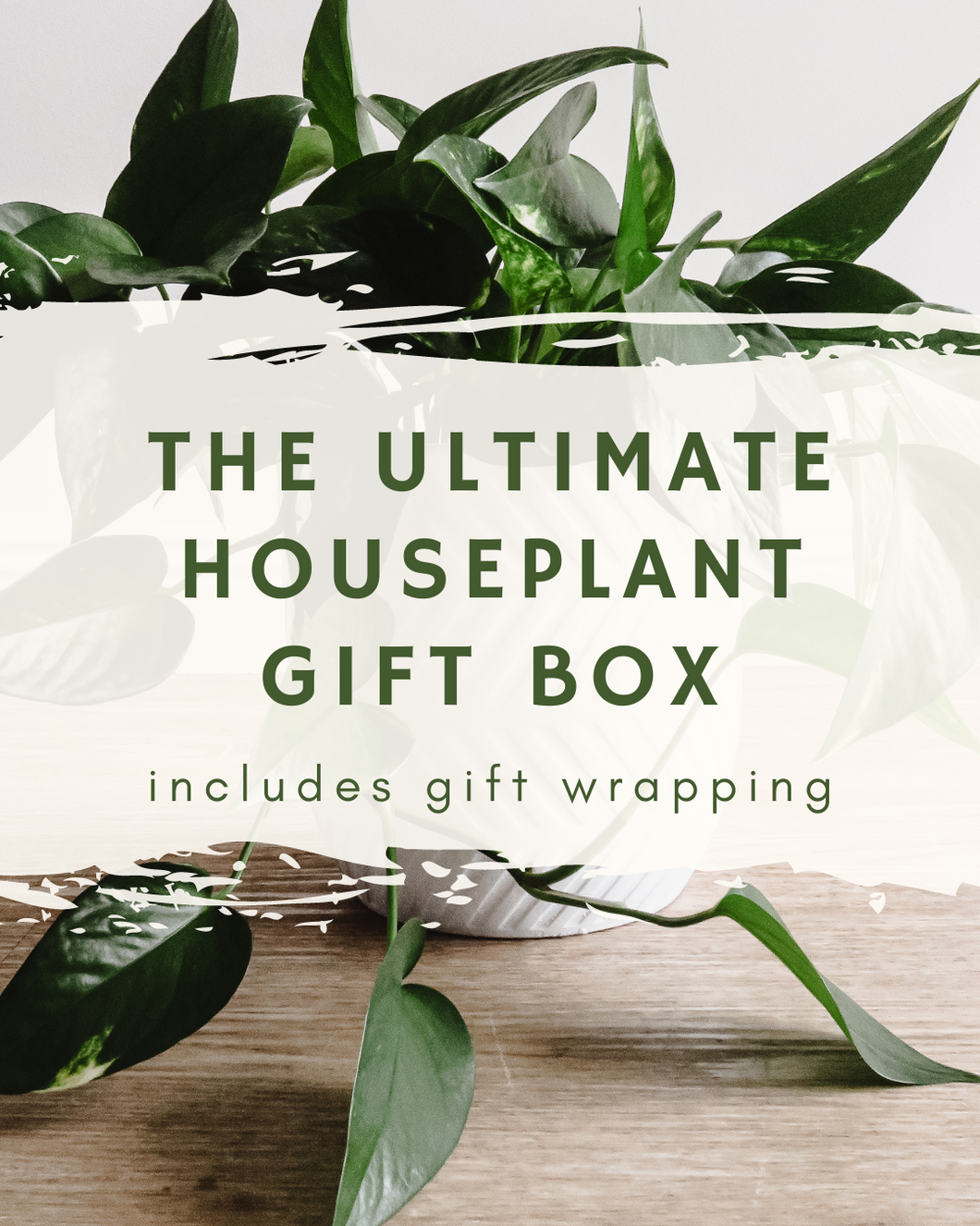 The Ultimate Houseplant Gift Box - includes gift wrapping