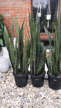 Load image into Gallery viewer, Sanseveria Blue Snake Plant 300mm

