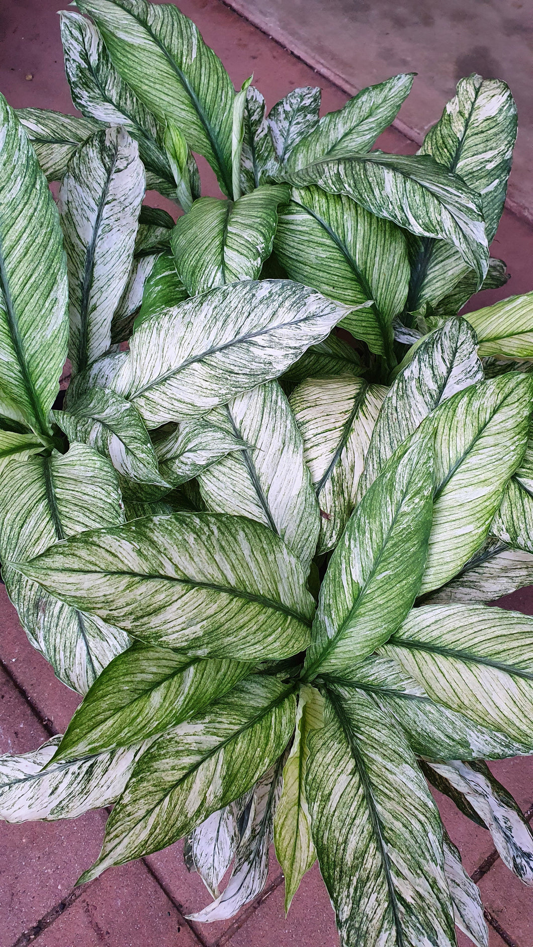 Spathphyllum/Peace Lily Super White Sensation