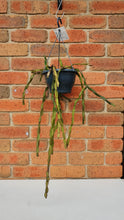 Load image into Gallery viewer, Rhipsalis Paradoxa (Hanging basket)
