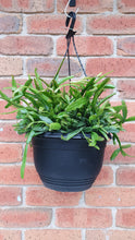 Load image into Gallery viewer, Rhipsalis Micrantha 250mm
