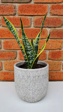 Load image into Gallery viewer, Sansevieria Trifasciata/Snake Plant 120mm
