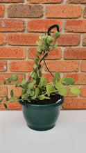 Load image into Gallery viewer, Silver Dollar Vine 200mm
