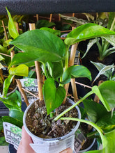 Load image into Gallery viewer, Devils Ivy/Golden Pothos 130mm
