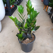 Load image into Gallery viewer, Jungle Warrior ZZ Plant 170mm
