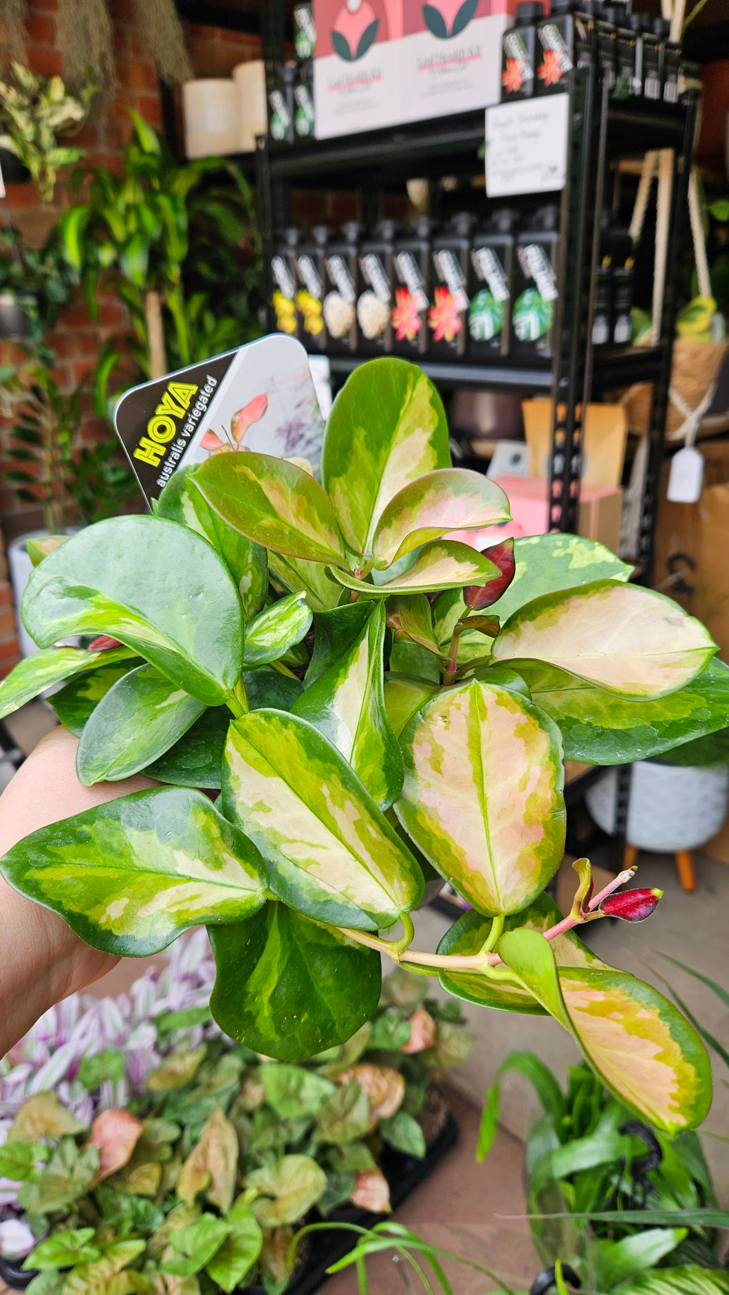 Lisa Australis Hoya Variegated 120mm