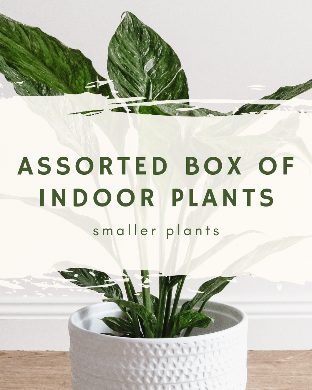 Assorted Box of Indoor Plants - smaller plants