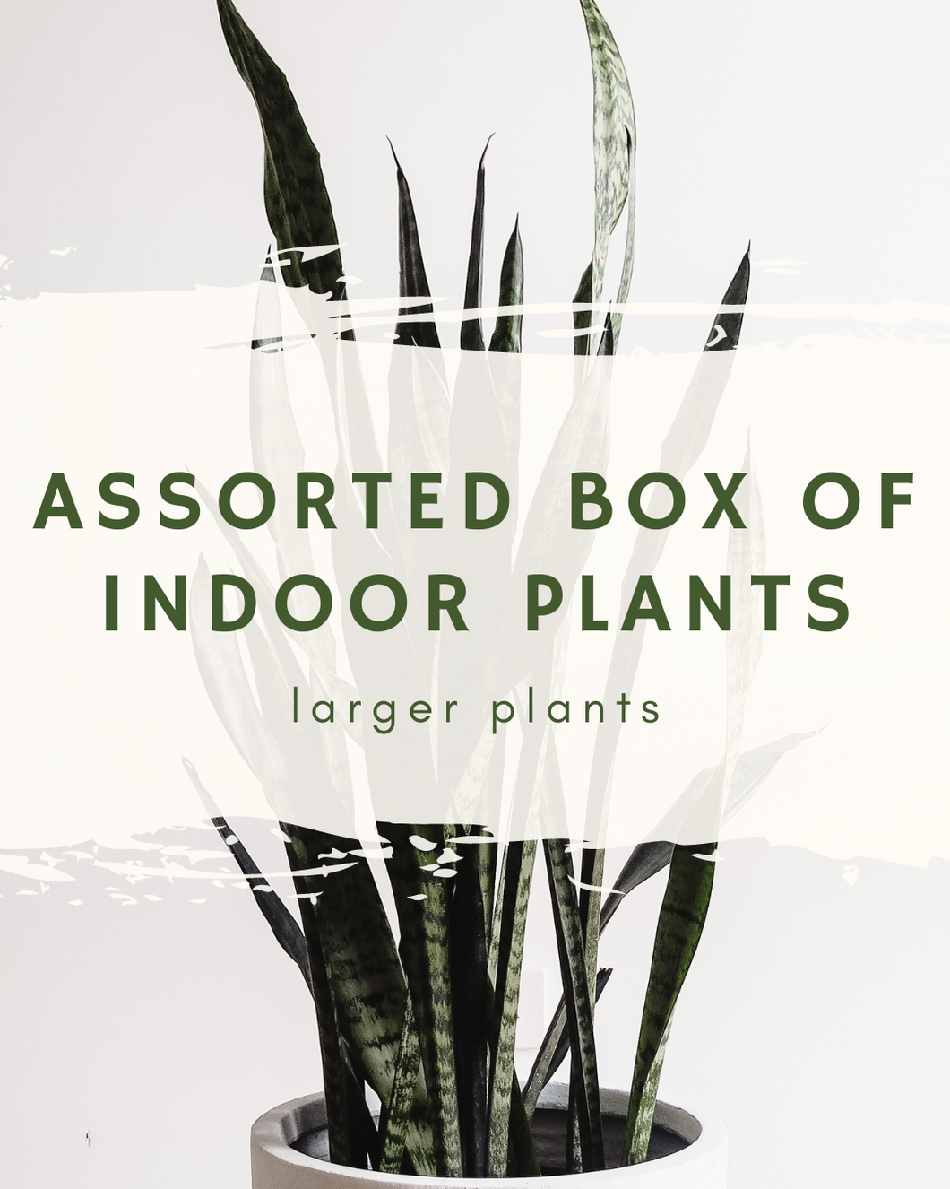 Assorted Box of Indoor Plants - larger plants