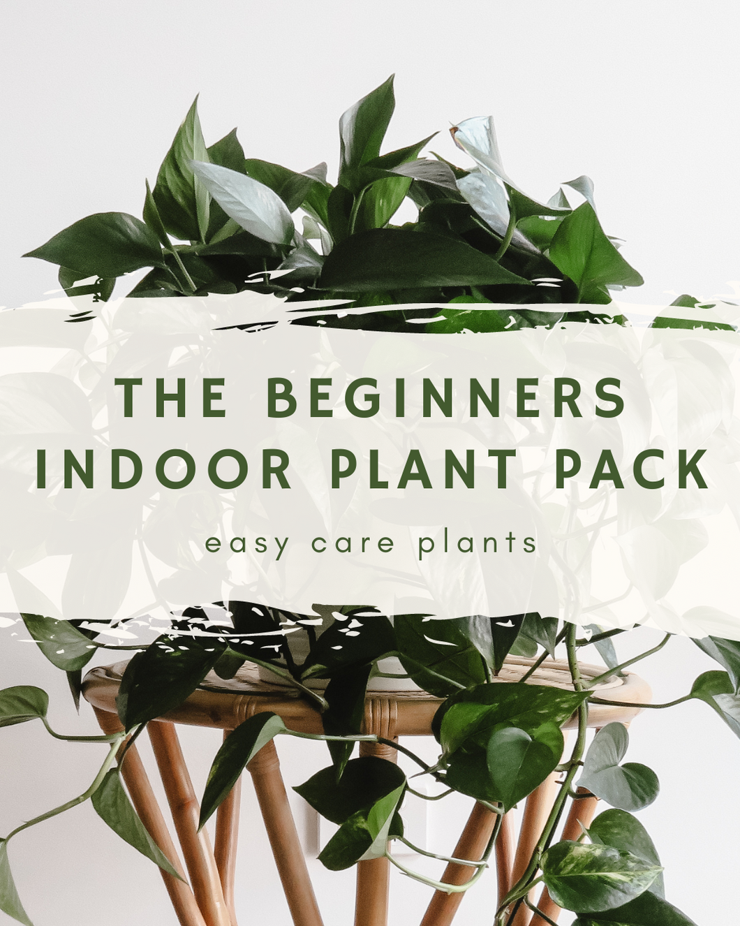 The Beginners Plant Pack - easy care plants