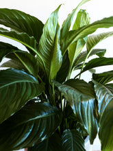 Load image into Gallery viewer, Spathiphyllum Peace Lily 250mm
