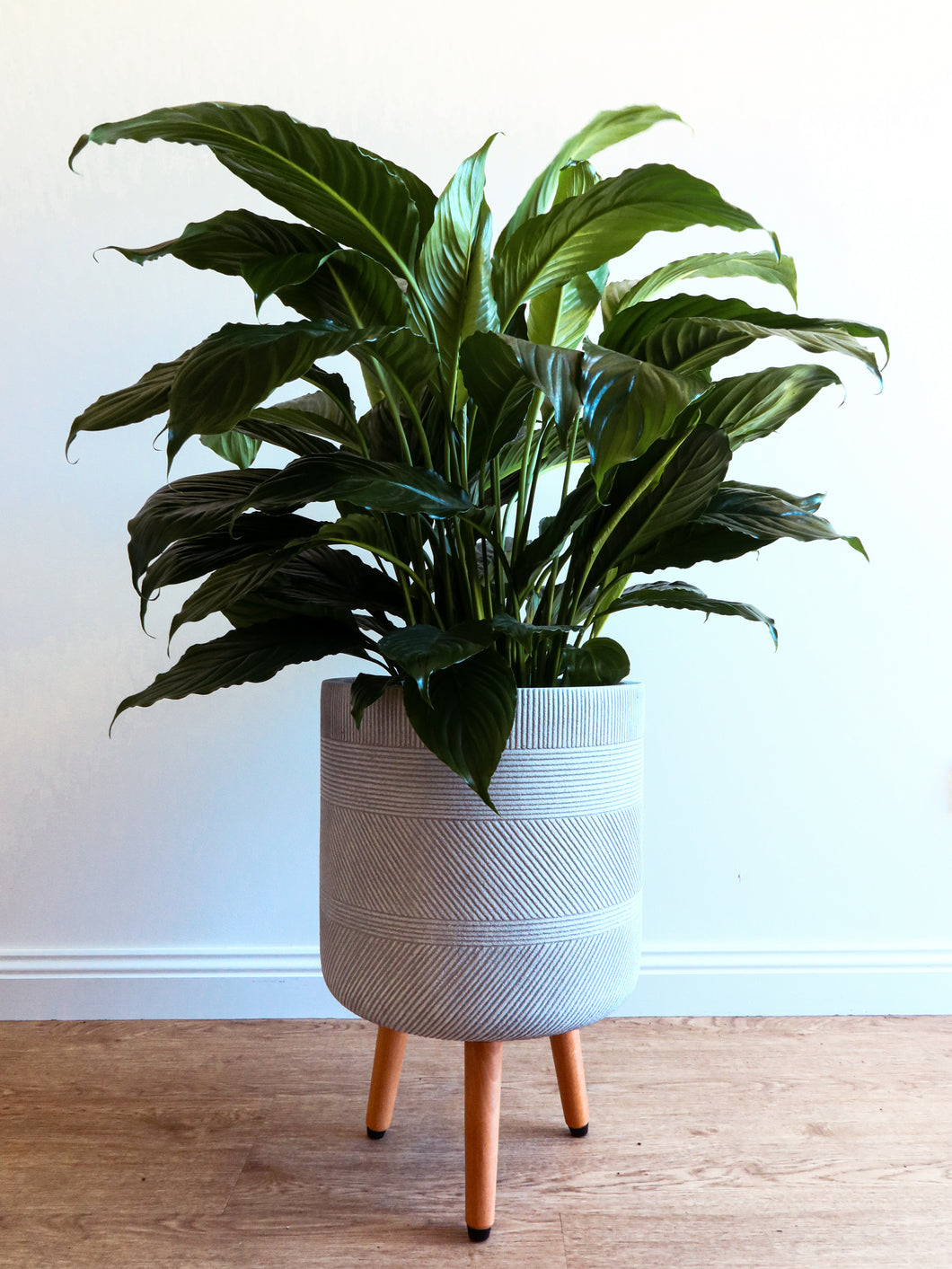 Spathiphyllum Peace Lily 250mm