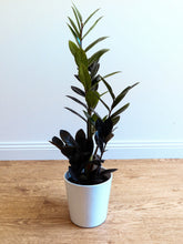 Load image into Gallery viewer, Zamioculcas Raven Black ZZ Plant 200mm
