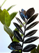 Load image into Gallery viewer, Zamioculcas Raven Black ZZ Plant 200mm
