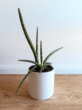 Load image into Gallery viewer, Sansevieria Cylindrica/Snake Plant 170mm

