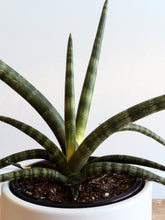 Load image into Gallery viewer, Sansevieria Cylindrica/Snake Plant 170mm
