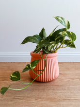Load image into Gallery viewer, Devils Ivy/Golden Pothos 130mm
