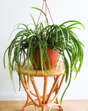 Load image into Gallery viewer, Lepismium Bolivianum/Forest Cactus basket
