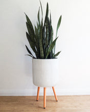 Load image into Gallery viewer, Sanseveria Blue Snake Plant 300mm
