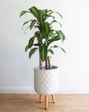 Load image into Gallery viewer, Happy Plant/Dracaena 300mm
