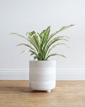 Load image into Gallery viewer, Spathphyllum/Peace Lily Super White Sensation

