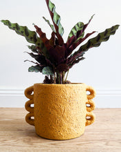 Load image into Gallery viewer, Dayze Planter Mustard 130mm

